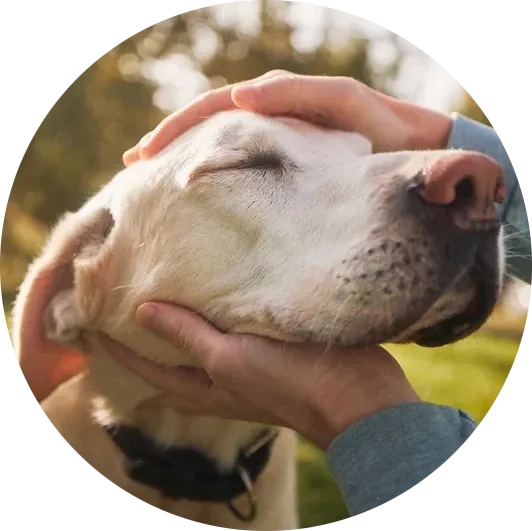 Hundebetreuung